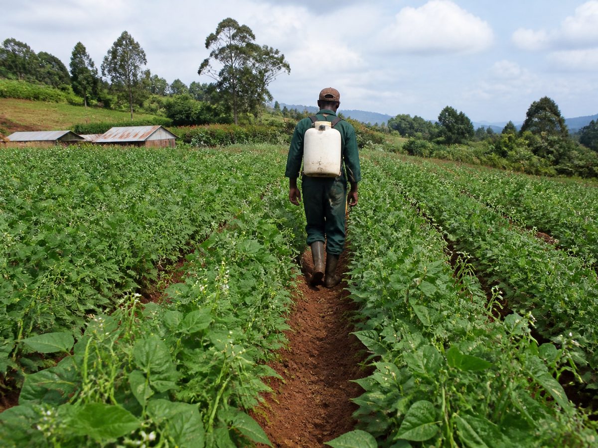A worker with a knapsack sprayer walking between rows of beans, hills behind