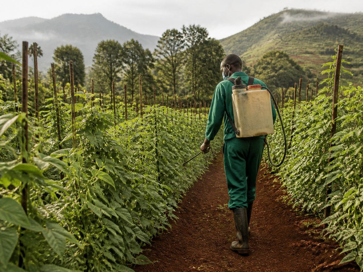 Rows of French beans on a highland farm, a worker with a knapsack sprayer walking a furrow